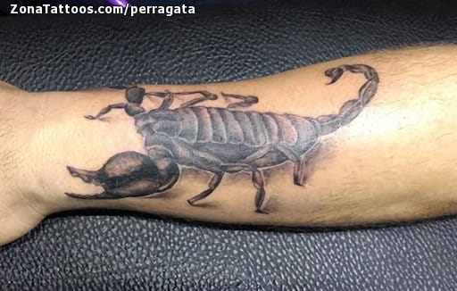 Foto de tatuaje Escorpiones, Animales, Antebrazo