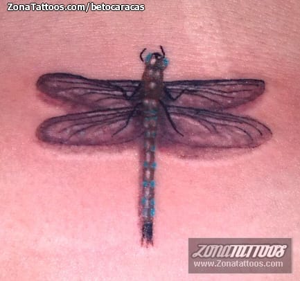 Foto de tatuaje Libélulas, Insectos, Pequeños