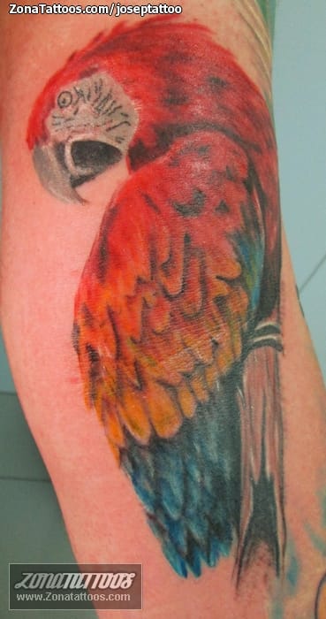 Foto de tatuaje Loros, Aves, Animales