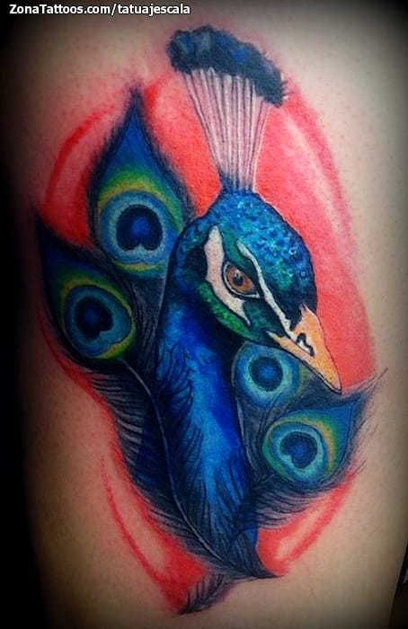 Foto de tatuaje Pavos, Aves, Plumas