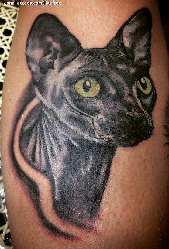 Foto de tatuaje Gatos, Sphynx, Animales