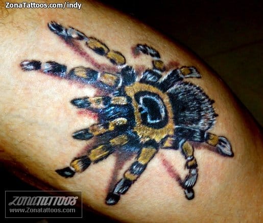 Foto de tatuaje Tarántulas, Arañas, Insectos