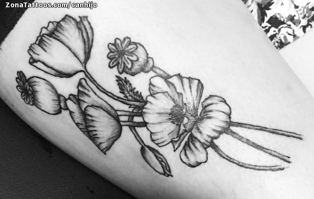 Tattoo photo Poppies, Flowers