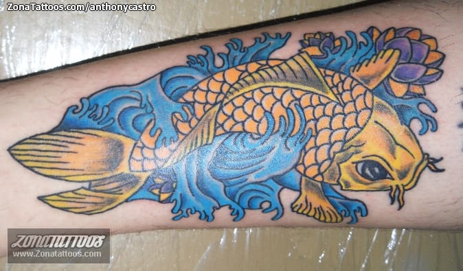 Foto de tatuaje Koi, Peces, Animales