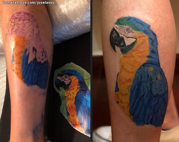 Foto de tatuaje Loros, Aves, Animales