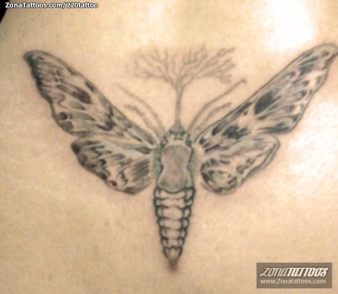 Foto de tatuaje Mariposas, Árboles, Insectos