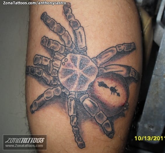 Tattoo photo Insects, Tarantulas, Animals