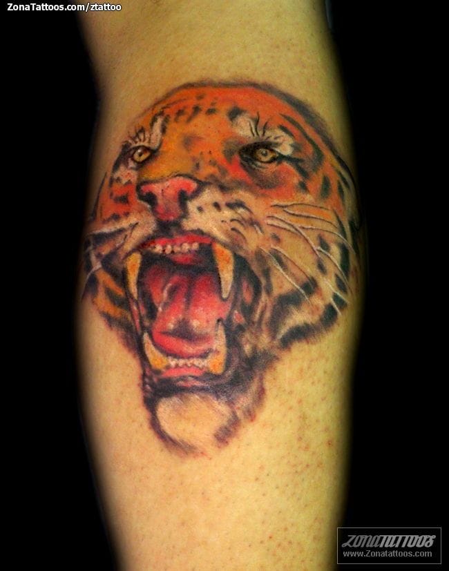 Foto de tatuaje Animales, Tigres