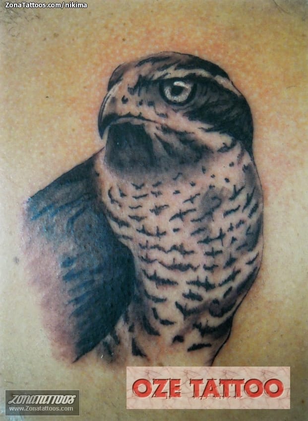 Tattoo photo Hawks, Animals, Birds