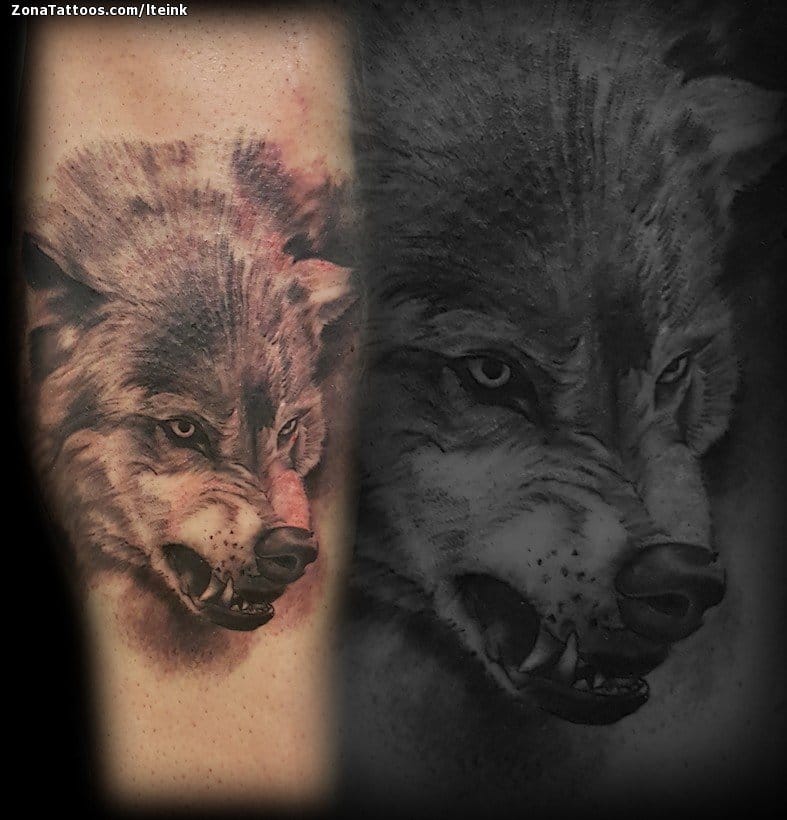 Tatuaje de Lobos, Animales