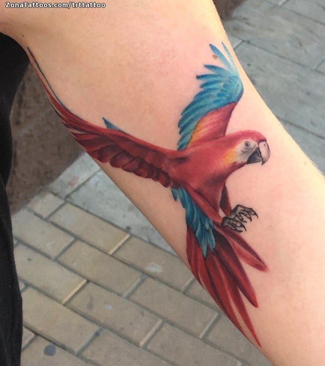 Tattoo photo Parrots, Birds, Animals