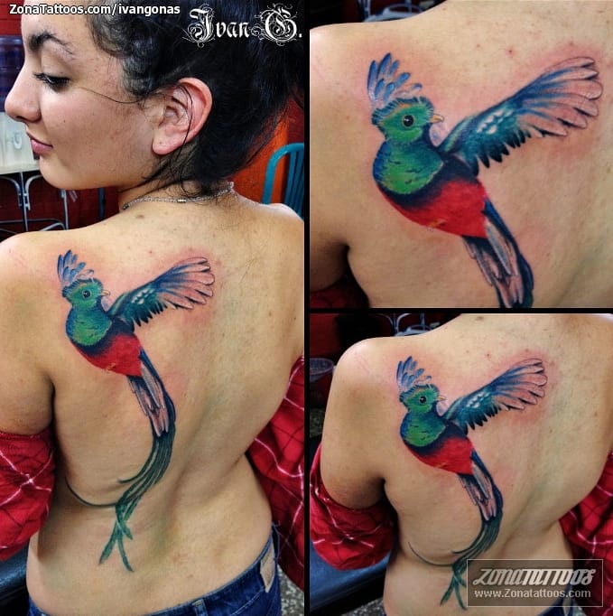 Foto de tatuaje Quetzales, Aves, Animales