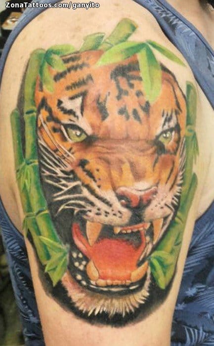 Foto de tatuaje Tigres, Animales, Hombro