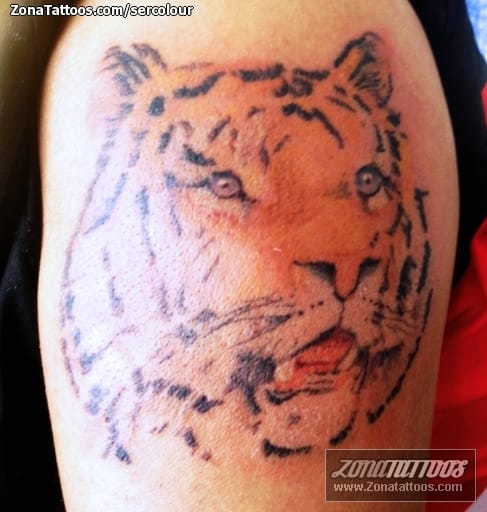 Tattoo photo Tigers, Animals