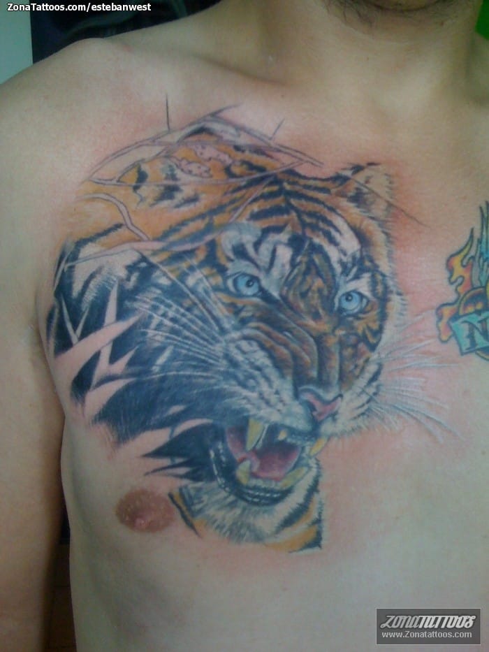 Foto de tatuaje Cover Up, Tigres, Animales