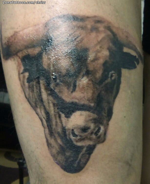 Foto de tatuaje Toros, Animales