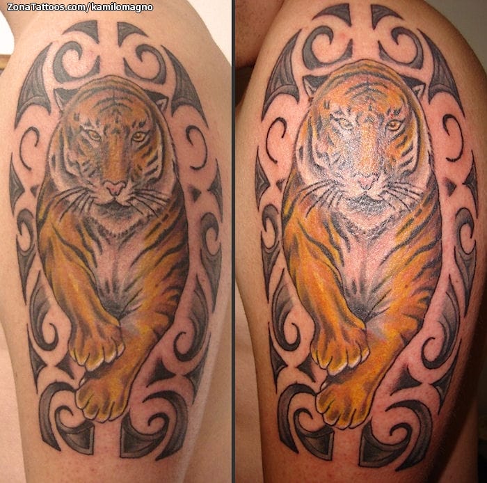 Foto de tatuaje Tigres, Animales, Cover Up