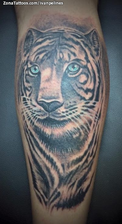 Foto de tatuaje Tigres, Animales