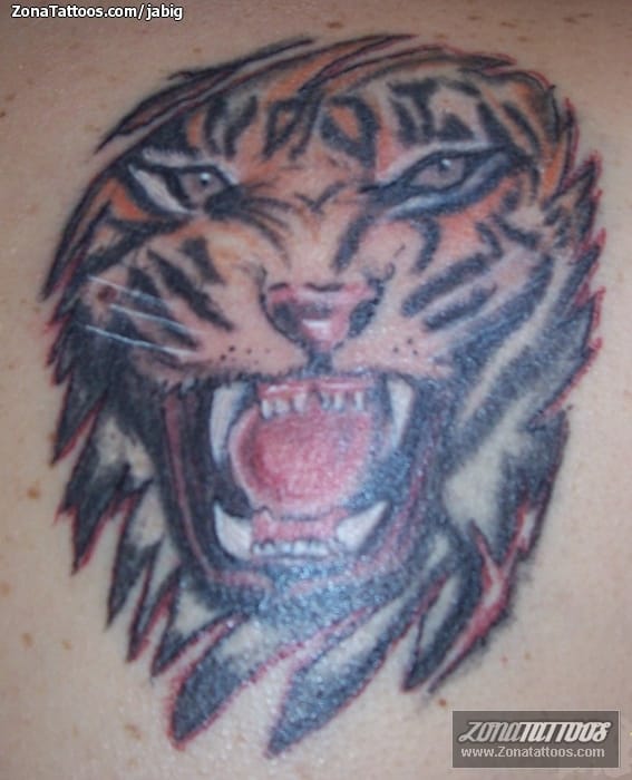 Foto de tatuaje Tigres, Animales